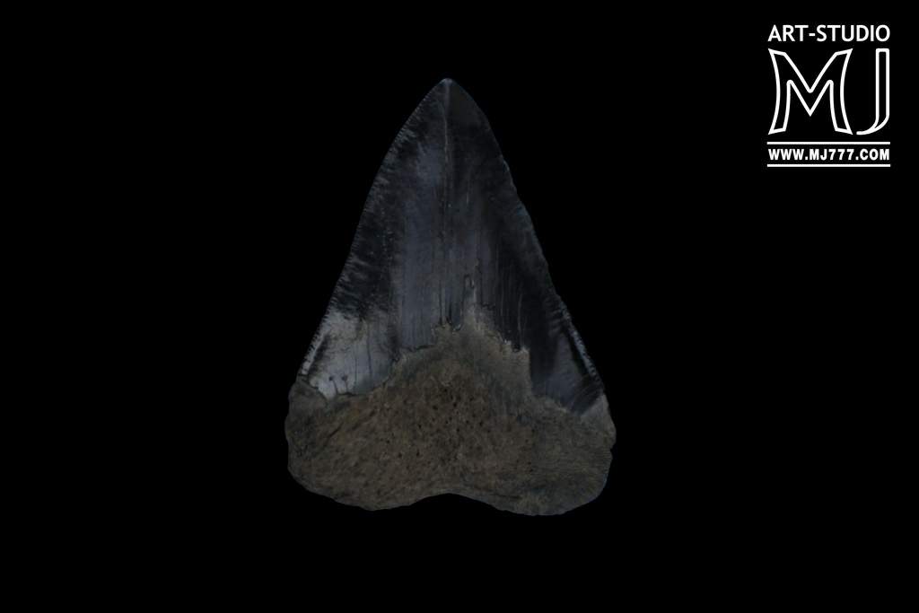 Найден уникальный зуб огромной древней акулы - фото